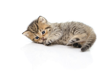 Cute tabby kitten  on white background
