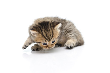 Cute tabby kitten  on white background