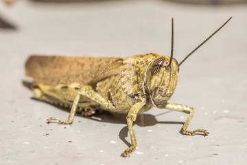 Italienische Schönschrecke