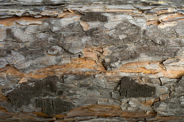 Texture of wood and bark