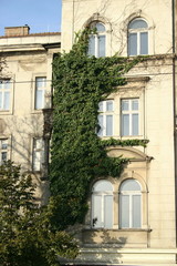 Bluszcz na kamienicy © profit111