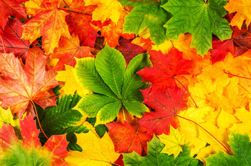 maple leaves