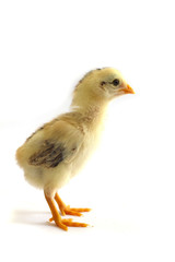 Angry looking chicken