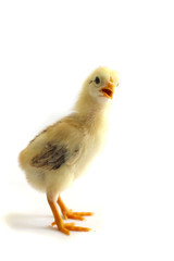 Angry looking chicken