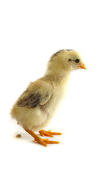 Angry looking chicken