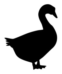 duck
