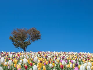 Photo sur Plexiglas Tulipe Champ de tulipes et arbre de coeur