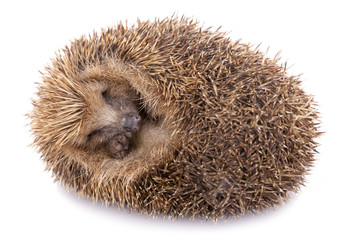 Hedgehog (erinaceus albiventris) sleeping, isolated on white bac - obrazy, fototapety, plakaty