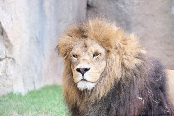 Obraz premium Lion