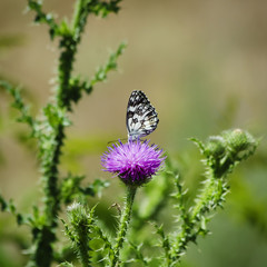 Thistle and Buterfly