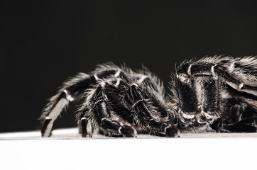 Big Spider