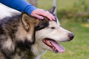 Malamute dog being stroked