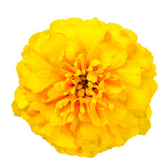 Yellow Marigold Wild Flower Isolated on White Background