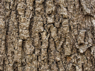 Tree bark macro