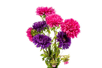 beautiful chrysanthemum isolated