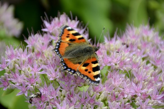 Small tortoiseshell butterfly and flower