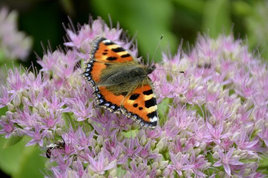 Small tortoiseshell butterfly and flower