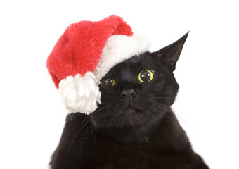 Black Cat Santa - cute christmas cat, Christmas pet with Santa C