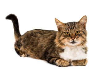 cat isolated