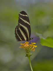 Tiger butterfly