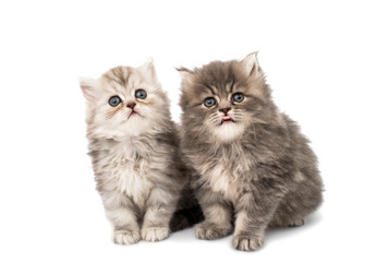 little fluffy kittens
