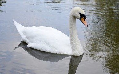 Wild swan portrait and water reflections