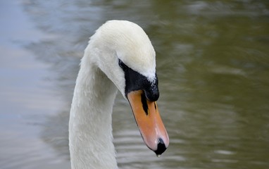 Wild swan portrait and water reflections