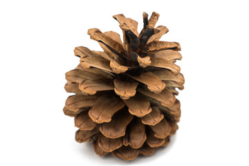 pine cone