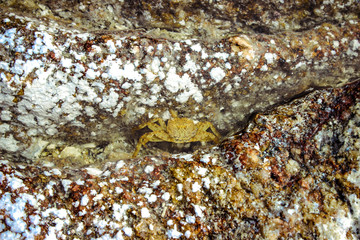 crab on stone at the beach