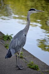 Grey heron and water reflection
