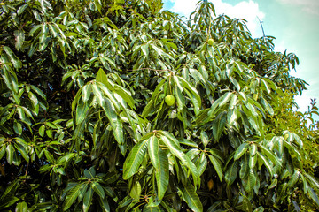 Fototapeta premium mangoes on mango tree