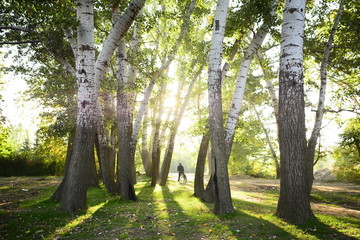 Fototapeta premium kavak ağaçları altında bisiklet keyfi