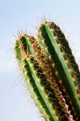 Cactus plant