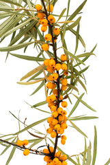branch of sea-buckthorn