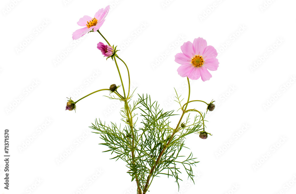 Wall mural cosmos flower isolated