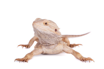Central Bearded Dragon on white background