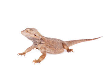 Fototapeta premium Central Bearded Dragon on white background
