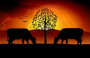 Fototapeta na wymiar Cows grazing in a field at sunset