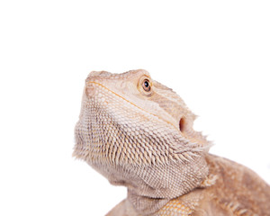 Central Bearded Dragon on white background