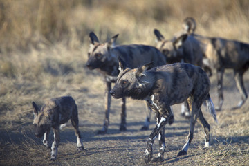 Pack of african wild dogs