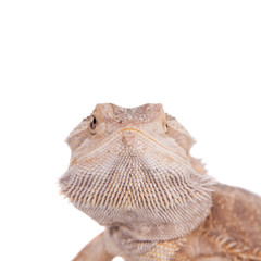 Central Bearded Dragon on white background