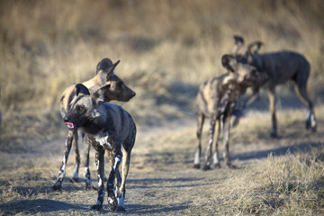 Pack of african wild dogs