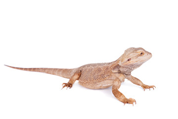 Central Bearded Dragon on white background