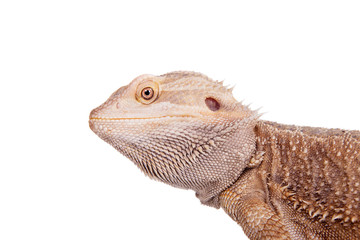 Central Bearded Dragon on white background