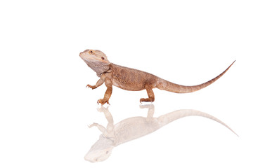 Central Bearded Dragon on white background