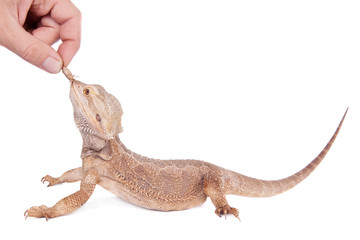 Central Bearded Dragon chasing a cricket on white