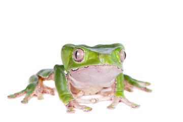 Giant leaf frog on white background