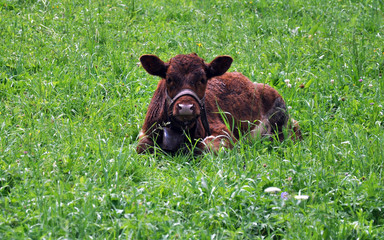 view of a cow in the grass