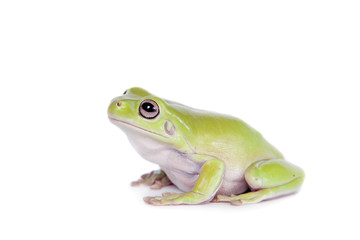 Australian Green Tree Frog on white background