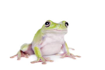 Australian Green Tree Frog on white background